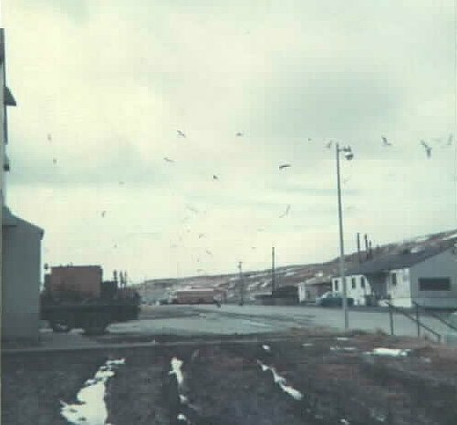 Eagles behind Navfac Adak BEQ