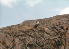 Adak Eagle-2