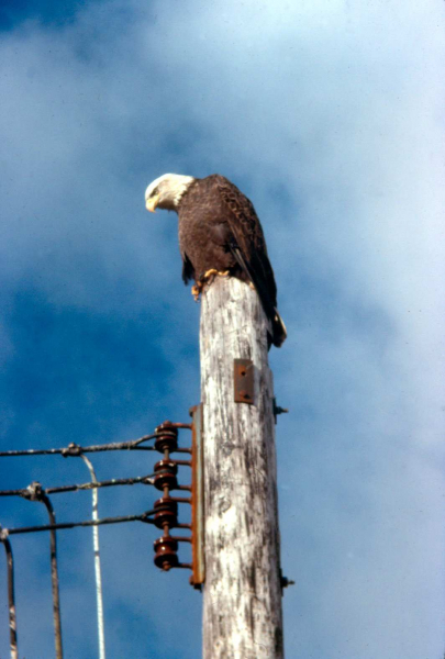 Adak, Bald eagle on power pole - Oct. 1974  Photo by Michael Hein