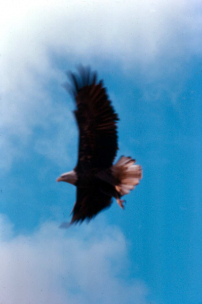Adak, Bald eagle - Oct. 1974  Photo by Michael Hein