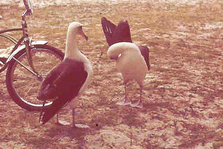 Midway, Goonie Birds