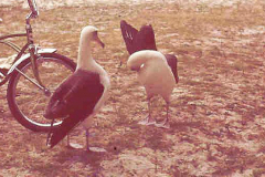 Midway, Goonie Birds