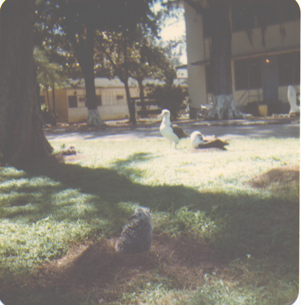 Midway Wave BEQ with Gooney Birds