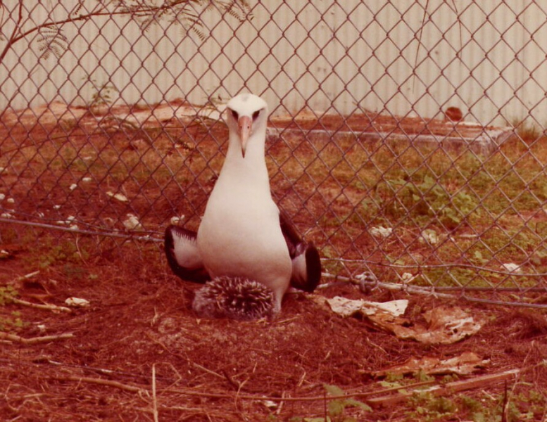 Mrs. Gooney and Chick, Midway, 1972