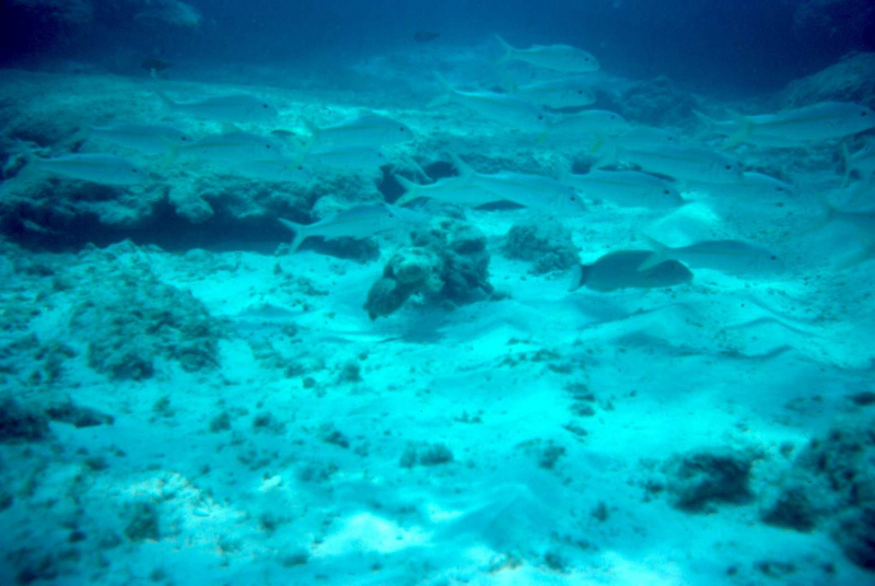 Midway Island, the other side of Midway 1 - Sept. 1974  Photo by Michael Hein