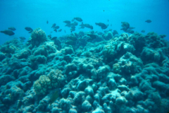 Midway Island, the other side of Midway 2 - Sept. 1974  Photo by Michael Hein