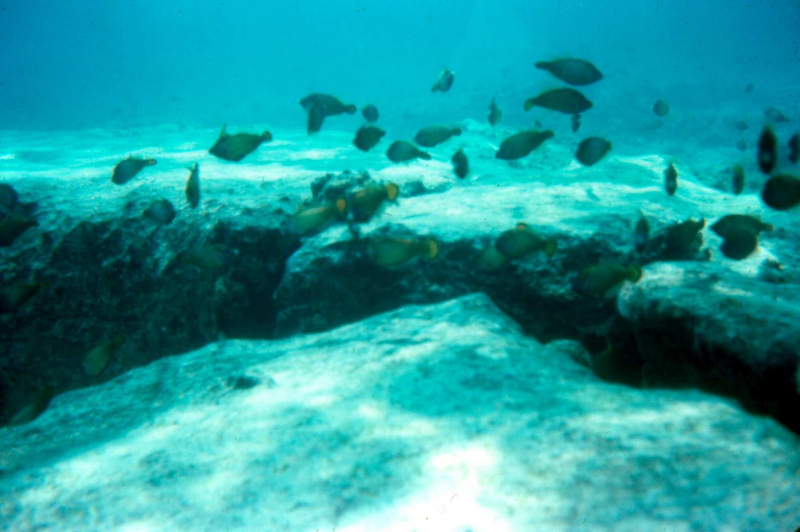 Midway Island, the other side of Midway 3 - Sept. 1974  Photo by Michael Hein