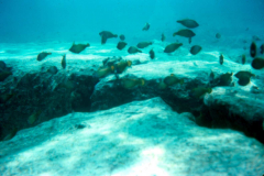 Midway Island, the other side of Midway 3 - Sept. 1974  Photo by Michael Hein