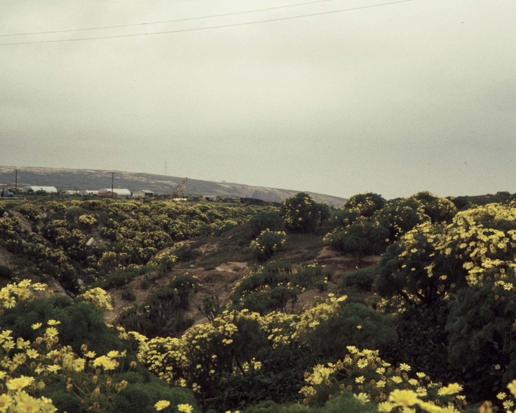 SNI in the spring 1974