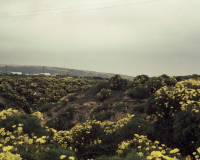 SNI in the spring 1974