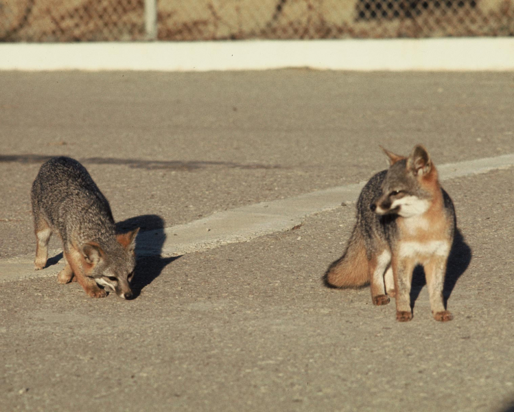 Channel Island Foxes, SNI 1974