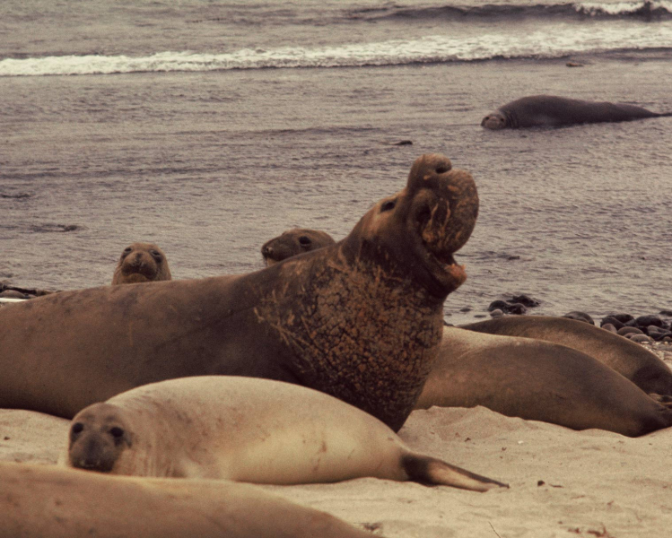 Elephant Seal Bull, SNI