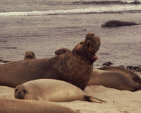 Elephant Seal Bull, SNI