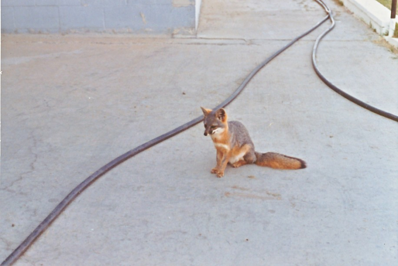 1973 NavFac SNI - Fox 3 at T-Bldg