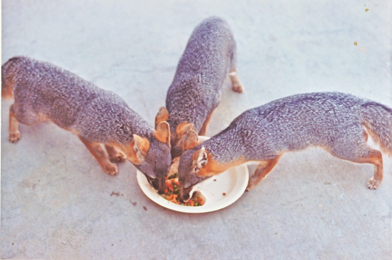 1973 NavFac SNI - Fox 2 at T-Bldg