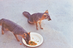 1973 NavFac SNI - Fox 1 at T-Bldg