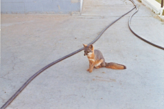 1973 NavFac SNI - Fox 4 at T-Bldg