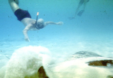 Giant sting-ray and Terry Scheffer.