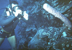 Ron Reil on drop-off dive.