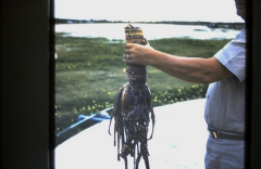 Grand Turk Spiney Lobster - 1961