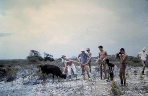 Grand Turk Donkey Round Up -1961