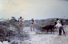 Gramnd Turk Donkey Round Up - 1961