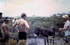 Grand Turk Donkey Round Up 1961