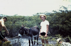 Grand Turk Donkey Round Up - 1961