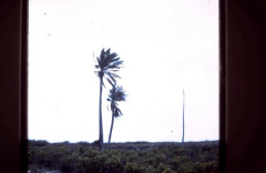Grand Turk: One of the Few Trees on the Island - 1961