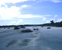 WWII Runway, Guam 1969