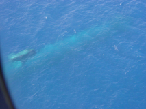 ASW from SH60B Helo Millaway