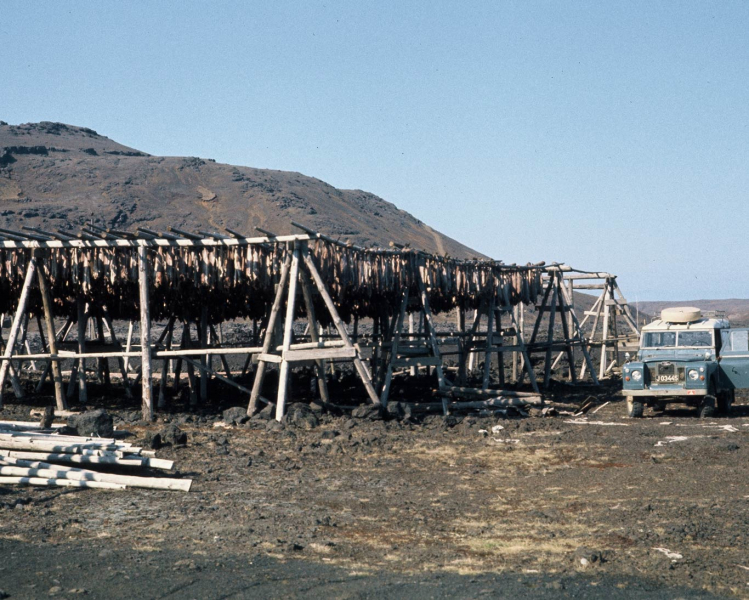 Drying Cod in Grindavik, Iceland