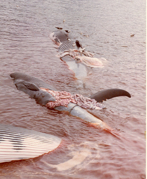 Borgranes Whaling Station