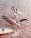 Borgranes Whaling Station