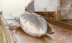 Borgranes Whaling Station