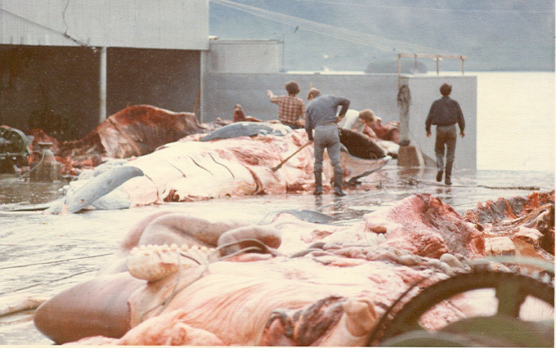 Borgranes Whaling Station