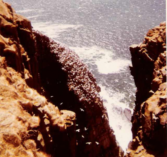 Bird Sanctuary2 Cape St. Mary - May 1971  (NavFac Argentia)