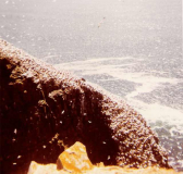 Bird Sanctuary Cape St. Mary - May 1971  (NavFac Argentia)