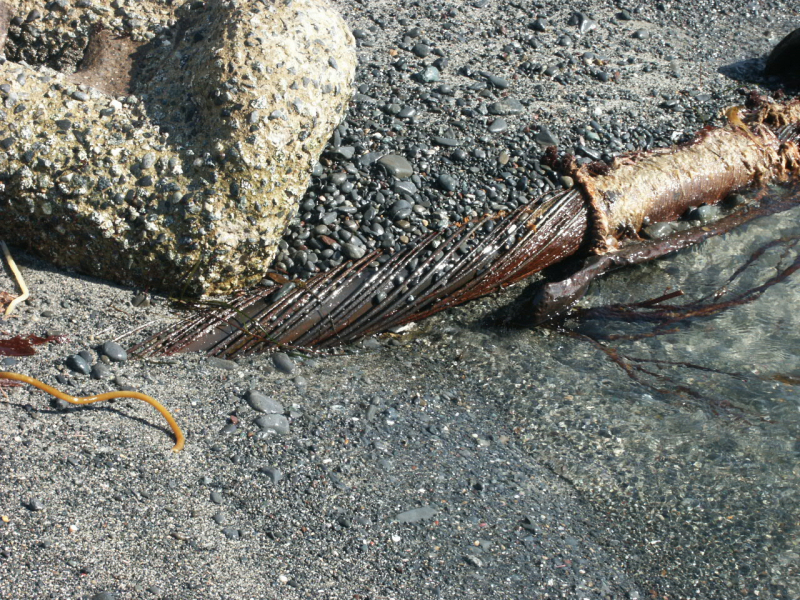 IUSS Array Cable on beach