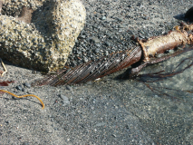 IUSS Array Cable on beach