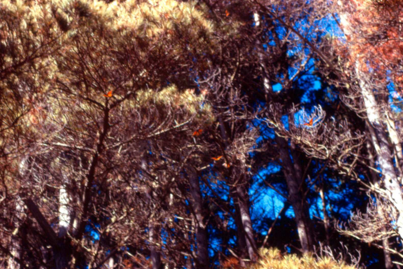 NavFac Point Sur, Monarch migration in woods along beach - Oct. 1971